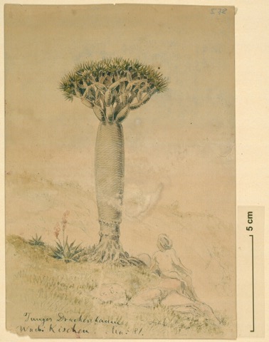 Georg Schweinfurths Sammlung botanischer Zeichnungen